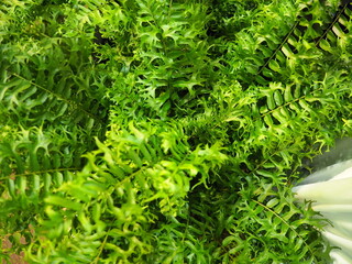 Fishtail Fern, pinnate leaves with serrated tips, green and white in center. Tips are divided into 2 lobes, resembling a crab's claw or fish's tail. Leaf margins are wavy. Nephrolepis biserrata (Sw.) 