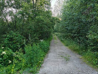 Fototapeta premium path in the forest