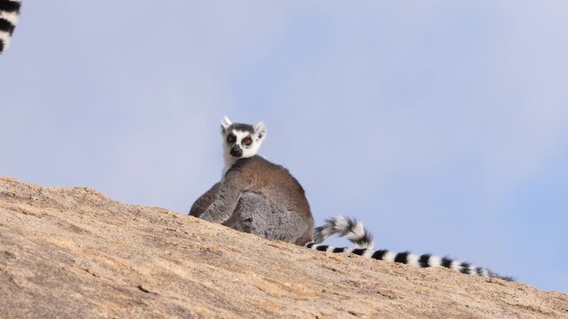 ring-tailed lemur cattas warming up in early morning sunshine 003