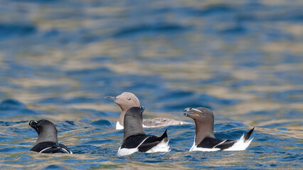 Three Razorbills (Alca Torda) And A Common Murre (Uria Aalge) Swimming On The Sea