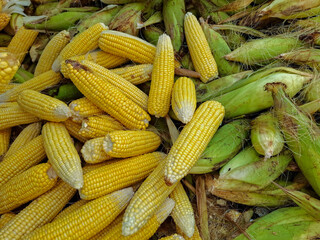 Fresh harvested corn cobs with green husks and yellow kernels. Natural organic maize texture background for agriculture, farming, and food industry concepts.