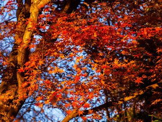 Autumn vibes. Red maple leaves or Momiji background