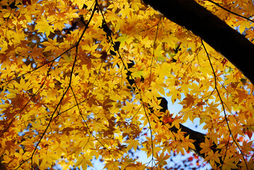 Autumn vibes. Backlit yellow maple leaves or Momiji background