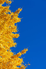 Autumn and foliage. Yellow ginkgo leaves with blue sky and copy space