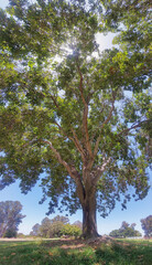 Panorama Of A Tree