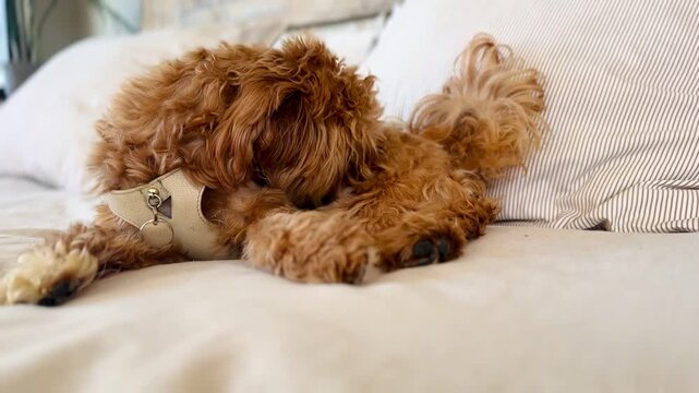 Cute small dog on bed grooming itself by biting or scratching back &ndash; natural pet hygiene behavior video