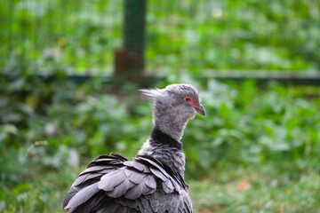 Bird Side View with Green Background
