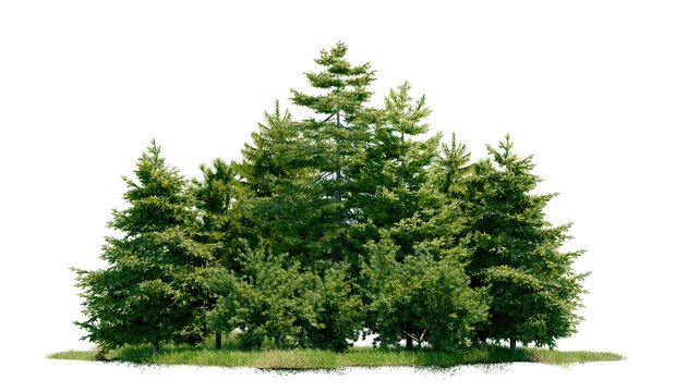 Pseudotsuga menziesii tree group and park PNG transparent background, 3d illustration rendering 
