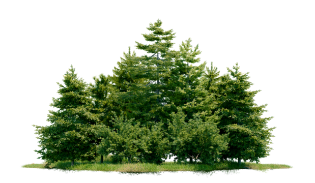 Pseudotsuga menziesii tree group and park PNG transparent background, 3d illustration rendering 