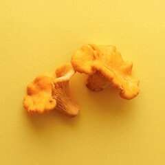 Monochrome flat lay of mushrooms Chanterelle, yellow orange edible fresh raw fungus on yellow background with copy space, minimal style. Top view natural organic vegetable protein food, soft shadow.