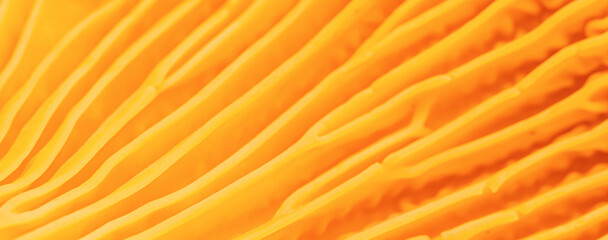 Abstract macro photo nature pattern from chanterelle mushrooms, close up texture of cap fungus. Bright vivid yellow orange colored banner, beauty nature, real forms and details, natural minimalism.
