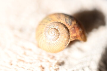 seashell on the sand