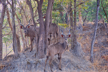 greater Kudu bulls, Tragelaphus strepsiceros, south Luangwa.