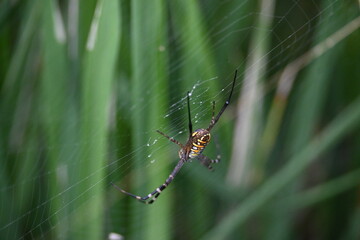 Argiope bruennichi or wasp spider. It is a species of orb- weaver spider found Europe, Asia and Africa. This species features distinctive yellow, white and black markings on its abdomen.