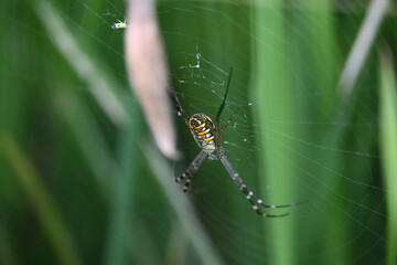 Argiope bruennichi or wasp spider. It is a species of orb- weaver spider found Europe, Asia and Africa. This species features distinctive yellow, white and black markings on its abdomen.
