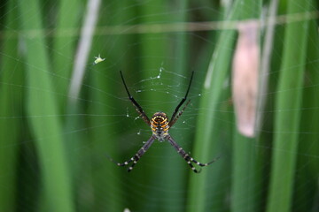 Argiope bruennichi or wasp spider. It is a species of orb- weaver spider found Europe, Asia and Africa. This species features distinctive yellow, white and black markings on its abdomen.
