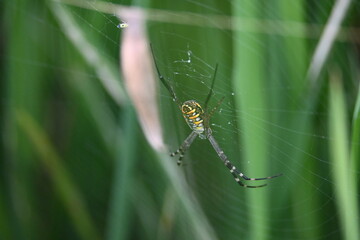 Argiope bruennichi or wasp spider. It is a species of orb- weaver spider found Europe, Asia and Africa. This species features distinctive yellow, white and black markings on its abdomen.