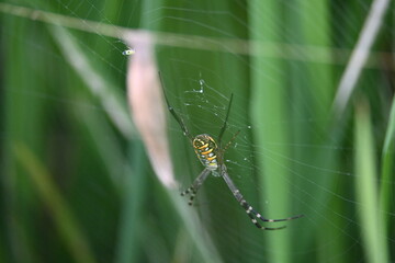 Argiope bruennichi or wasp spider. It is a species of orb- weaver spider found Europe, Asia and Africa. This species features distinctive yellow, white and black markings on its abdomen.