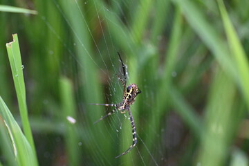 Argiope bruennichi or wasp spider. It is a species of orb- weaver spider found Europe, Asia and Africa. This species features distinctive yellow, white and black markings on its abdomen.
