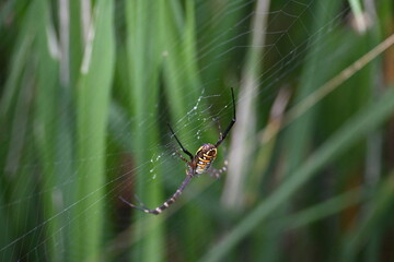 Argiope bruennichi or wasp spider. It is a species of orb- weaver spider found Europe, Asia and Africa. This species features distinctive yellow, white and black markings on its abdomen.