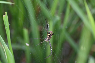 Argiope bruennichi or wasp spider. It is a species of orb- weaver spider found Europe, Asia and Africa. This species features distinctive yellow, white and black markings on its abdomen.