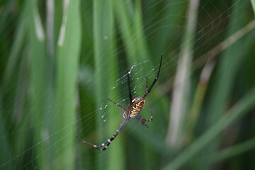 Argiope bruennichi or wasp spider. It is a species of orb- weaver spider found Europe, Asia and Africa. This species features distinctive yellow, white and black markings on its abdomen.
