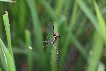 Argiope bruennichi or wasp spider. It is a species of orb- weaver spider found Europe, Asia and Africa. This species features distinctive yellow, white and black markings on its abdomen.