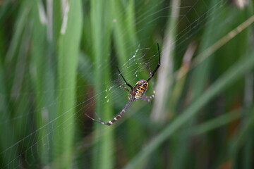 Argiope bruennichi or wasp spider. It is a species of orb- weaver spider found Europe, Asia and Africa. This species features distinctive yellow, white and black markings on its abdomen.