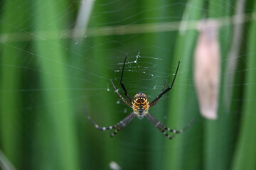 Argiope bruennichi or&nbsp;wasp spider. It is a species of&nbsp;orb- weaver&nbsp;spider found Europe,&nbsp;Asia&nbsp;and&nbsp;Africa. This species features distinctive yellow, white and black markings on its abdomen.