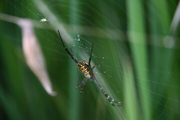 Argiope bruennichi or wasp spider. It is a species of orb- weaver spider found Europe, Asia and Africa. This species features distinctive yellow, white and black markings on its abdomen.