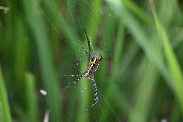 Argiope bruennichi or wasp spider. It is a species of orb- weaver spider found Europe, Asia and Africa. This species features distinctive yellow, white and black markings on its abdomen.