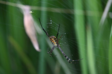 Argiope bruennichi or wasp spider. It is a species of orb- weaver spider found Europe, Asia and Africa. This species features distinctive yellow, white and black markings on its abdomen.