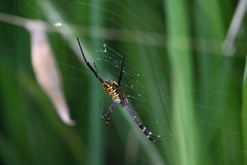 Argiope bruennichi or wasp spider. It is a species of orb- weaver spider found Europe, Asia and Africa. This species features distinctive yellow, white and black markings on its abdomen.