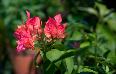 vibrant pinking red hued blooms of bougainvillea arjuna variety in summer. Bougainvillea is popular low maintenance ornamental vine, named after french explorer Louis Antoine de Bougainville.