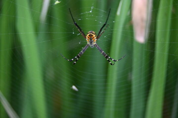 Argiope bruennichi or wasp spider. It is a species of orb- weaver spider found Europe, Asia and Africa. This species features distinctive yellow, white and black markings on its abdomen.