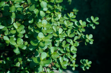 fleshy, teardrop-shaped leaves of Dwarf Jade Plant (or Elephant Bush), a popular succulent admired for its miniature tree-like appearance and ease of care.