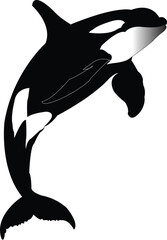 Black and white silhouette of a killer whale breaching from the water with a gradient on its head orca
