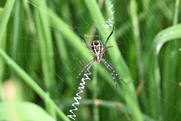 Argiope bruennichi or wasp spider. It is a species of orb- weaver spider found Europe, Asia and Africa. This species features distinctive yellow, white and black markings on its abdomen.