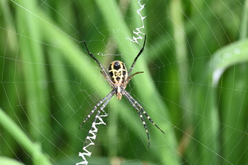 Argiope bruennichi or wasp spider. It is a species of orb- weaver spider found Europe, Asia and Africa. This species features distinctive yellow, white and black markings on its abdomen.