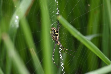 Argiope bruennichi or wasp spider. It is a species of orb- weaver spider found Europe, Asia and Africa. This species features distinctive yellow, white and black markings on its abdomen.