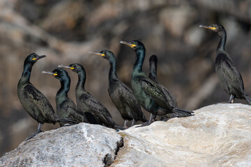 A Group Of Common Shags (Gulosus Aristotelis) Standing On A Rock