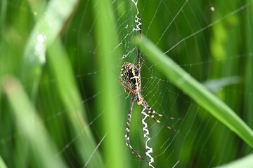 Argiope bruennichi or wasp spider. It is a species of orb- weaver spider found Europe, Asia and Africa. This species features distinctive yellow, white and black markings on its abdomen.