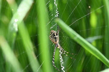 Argiope bruennichi or wasp spider. It is a species of orb- weaver spider found Europe, Asia and Africa. This species features distinctive yellow, white and black markings on its abdomen.