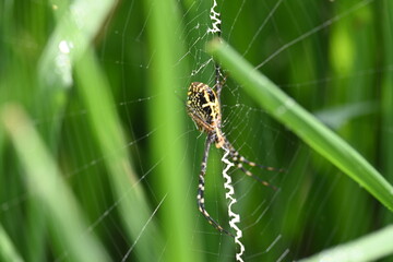 Argiope bruennichi or wasp spider. It is a species of orb- weaver spider found Europe, Asia and Africa. This species features distinctive yellow, white and black markings on its abdomen.
