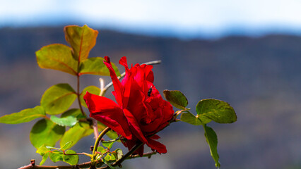 Red Rose Colorful Flowers Nature Beautiful Bloom Spring Garden Floral Petals Bright Vibrant Plant Green Outdoor Natural Beauty Freshness Summer Meadow Landscape Environment Botany Color Background