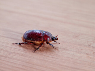 Reddish beetle on a white background. Lesser rhinoceros beetle (Phyllognathus excavatus)