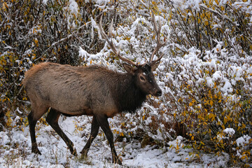 Bull Elk Snow Fall