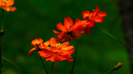 Colorful Flowers Nature Beautiful Bloom Spring Garden Floral Petals Bright Vibrant Plant Green Outdoor Natural Beauty Freshness Summer Meadow Landscape Environment Botany Color Detail Background Bloss