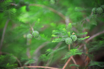 Leaves and branches of a cypress tree