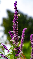 Colorful Flowers Nature Beautiful Bloom Spring Garden Floral Petals Bright Vibrant Plant Green Outdoor Natural Beauty Freshness Summer Meadow Landscape Environment Botany Color Detail Background Bloss